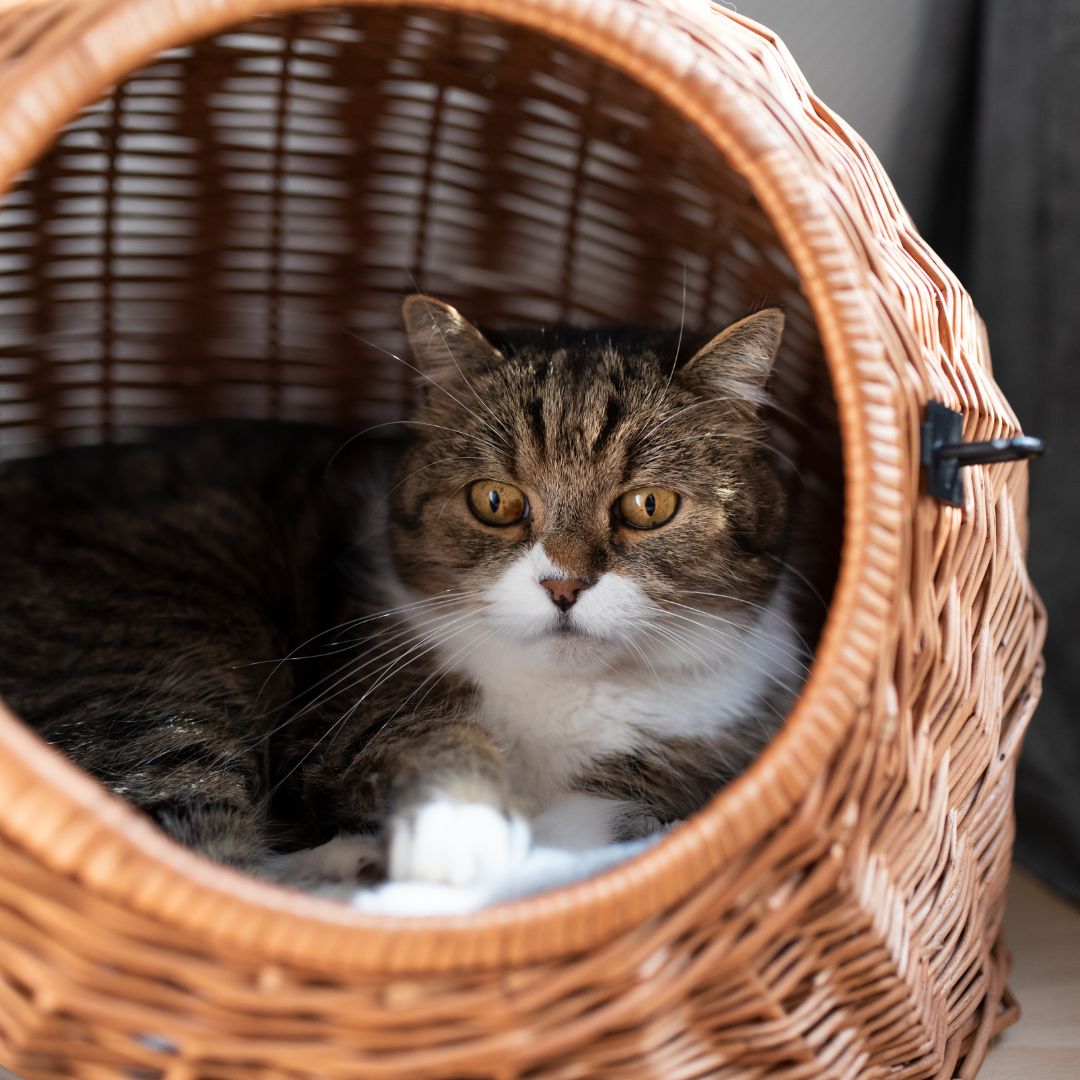 The cat in the basket